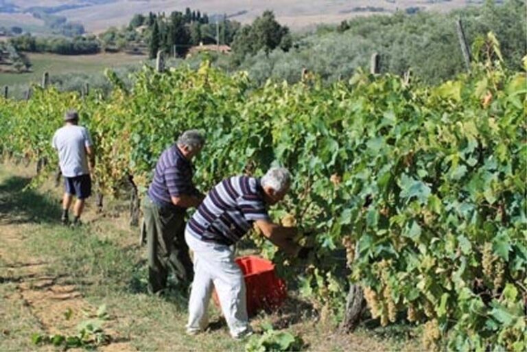 La vendemmia
